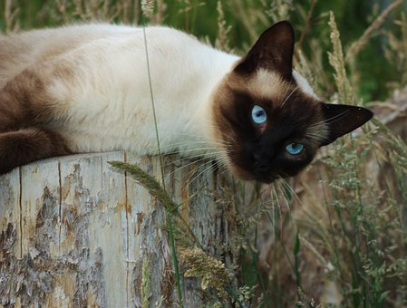 Free Cat Animal photo and picture
