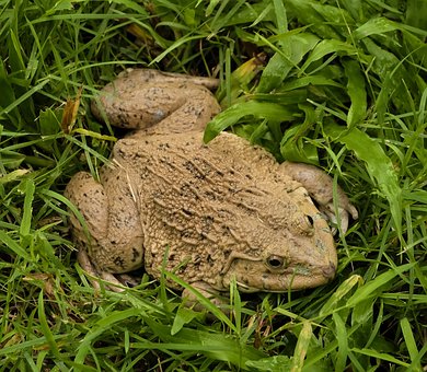 Free Amphibian Frog photo and picture