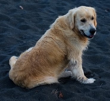 Free Dog Pet photo and picture