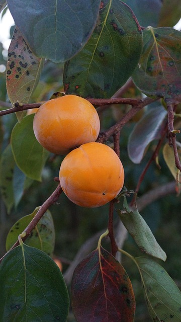 Free Persimmon Persimmon Tree photo and picture