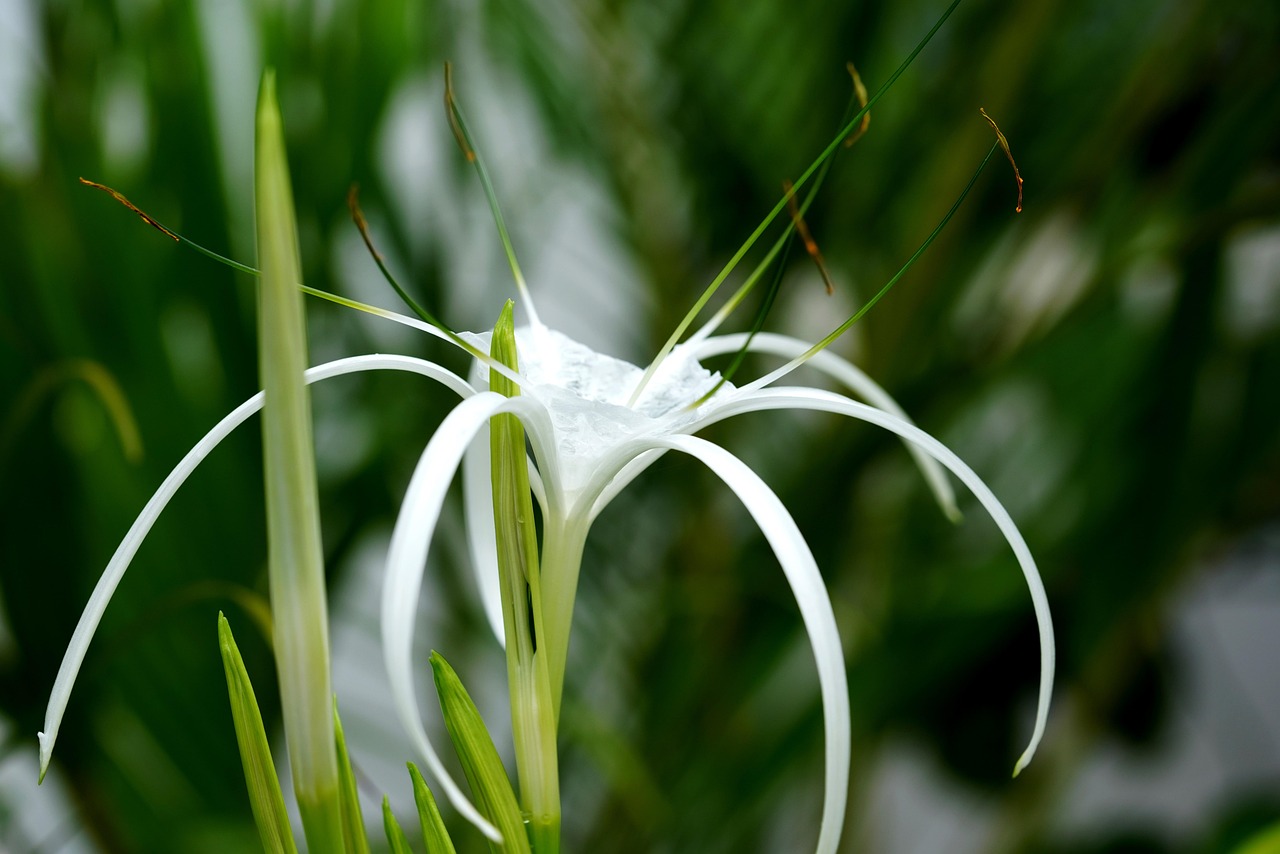 Flor Lírio-Aranha Flora - Foto gratuita no Pixabay - Pixabay