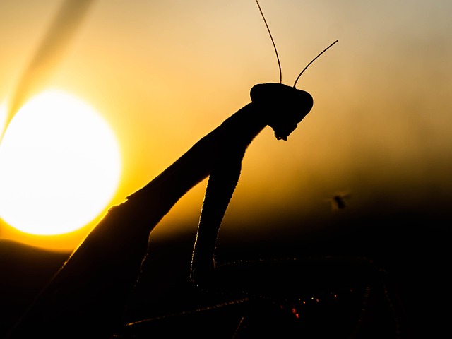 Inseto, Praying Mantis, Entomologia