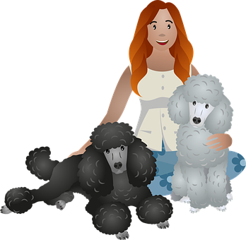 500以上の無料プードル 犬画像 Pixabay