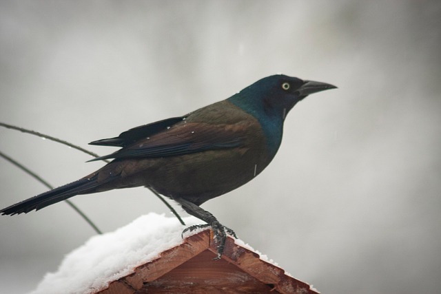 Free Bird Snow photo and picture