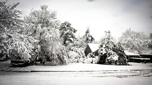 Free Snow Storm photo and picture