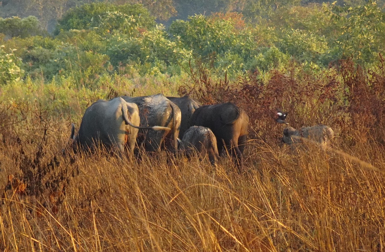 Animals - free online jigsaw puzzle photo