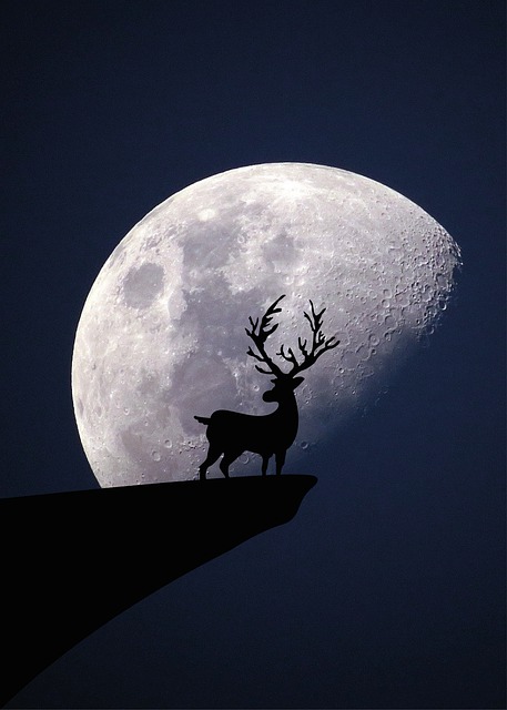 Free Animal Deer illustration and picture