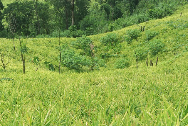 Free Nature Land photo and picture
