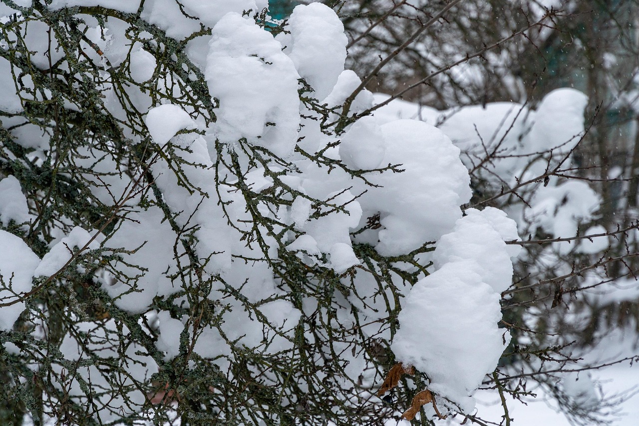 分行 冬天 雪 - Pixabay上的免费照片 - Pixabay