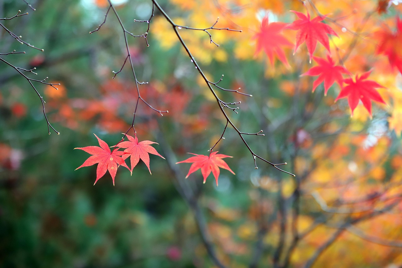 가을 나무 가 잎 - Pixabay의 무료 사진 - Pixabay