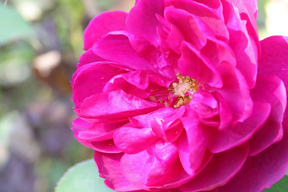 Fleur Roe Rose Fleur Jardin - Photo gratuite sur Pixabay - Pixabay