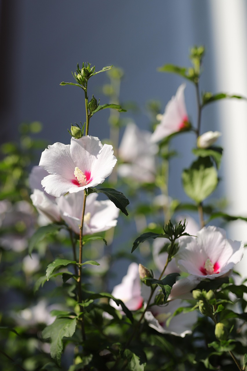 Rose Of Sharon Common Hibiscus Free photo on Pixabay Pixabay