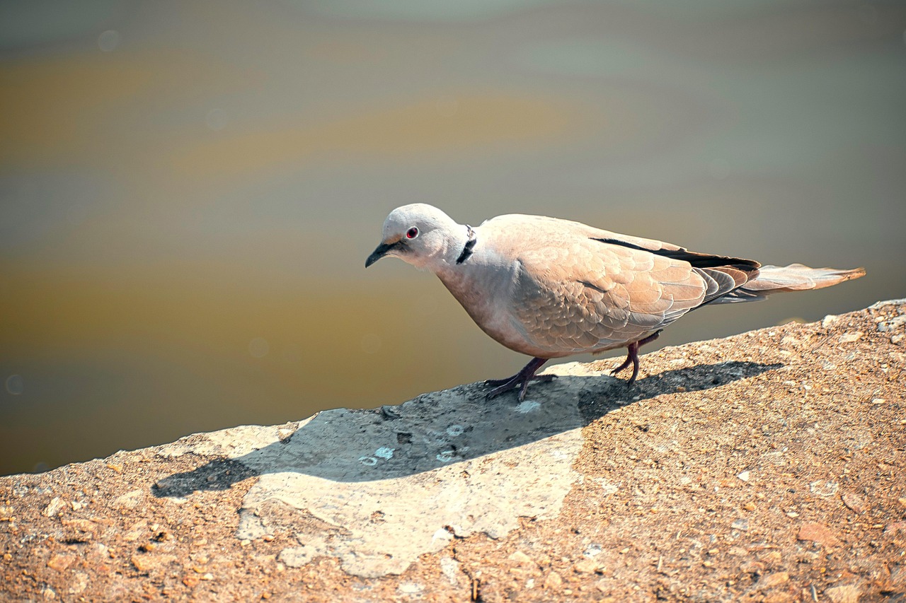 Collared Dove Bird Free photo on Pixabay Pixabay