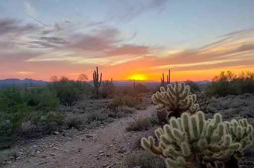 Cactus, Zonsondergang, Woestijn, Planten