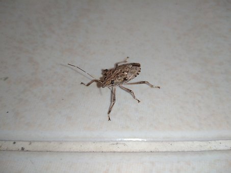 Free Insect Animal photo and picture