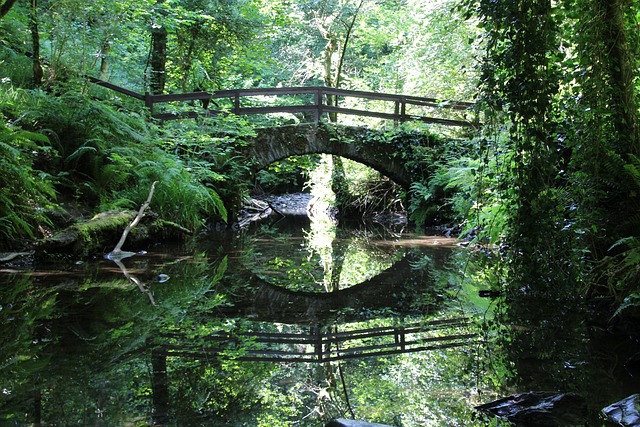 Brug, Kreek, Natuur, Licht, Stemming