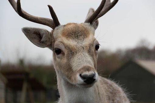 Hirsch, Bock, Rentier, Porträt
