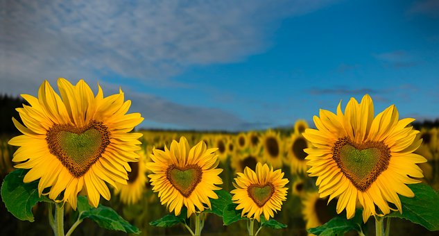 Free Sunflowers Heart photo and picture