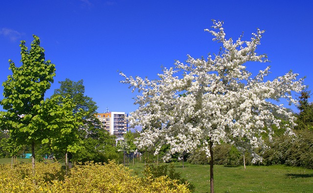 Spring Park Trees - Free photo on Pixabay - Pixabay