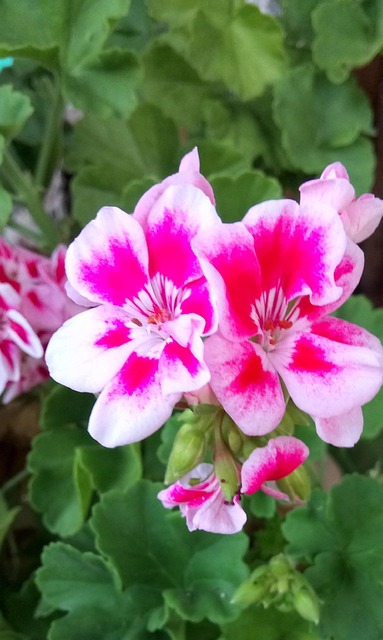 Free White Flower photo and picture