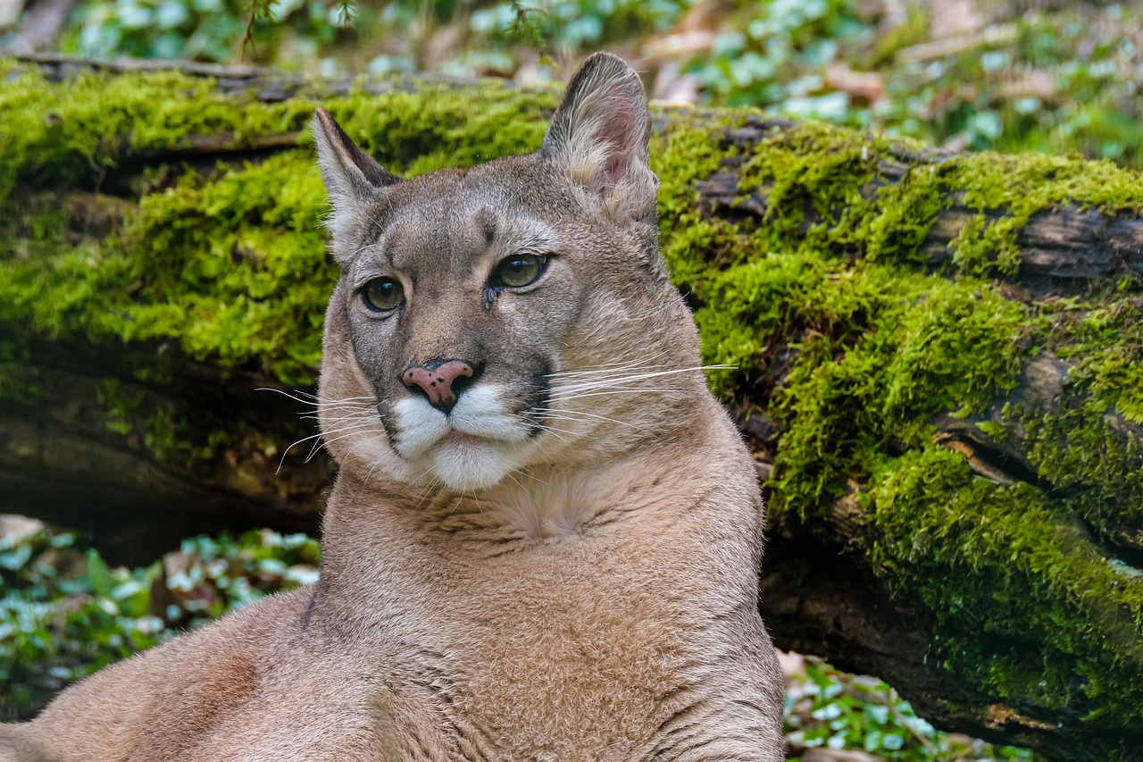 100 Free Puma Images Pixabay 100 Free Puma Images Pixabay