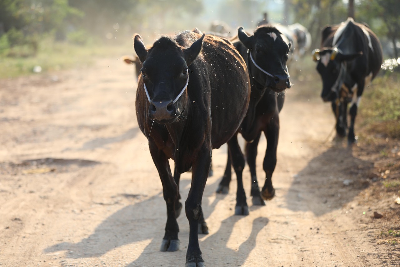 Cow Cattle Bull - Free photo on Pixabay