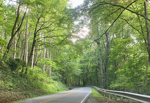 Free Road Forest photo and picture