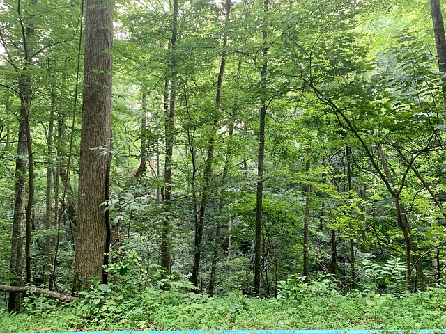 Free Forest Trees photo and picture