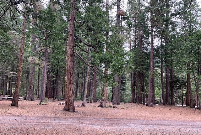 Free Forest Redwood Forest photo and picture
