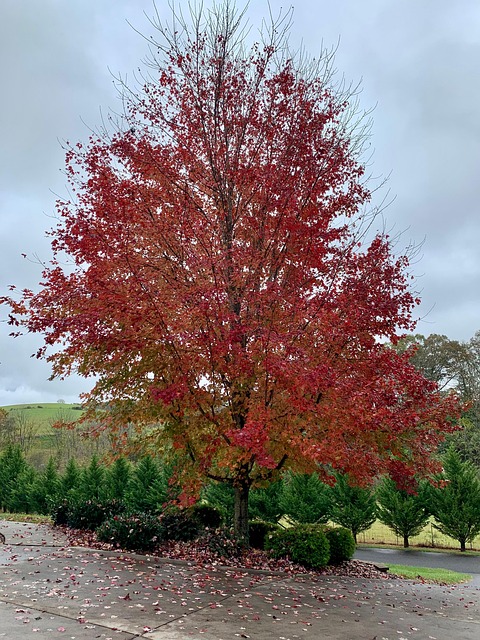 Free Maple Tree Red Leaves photo and picture