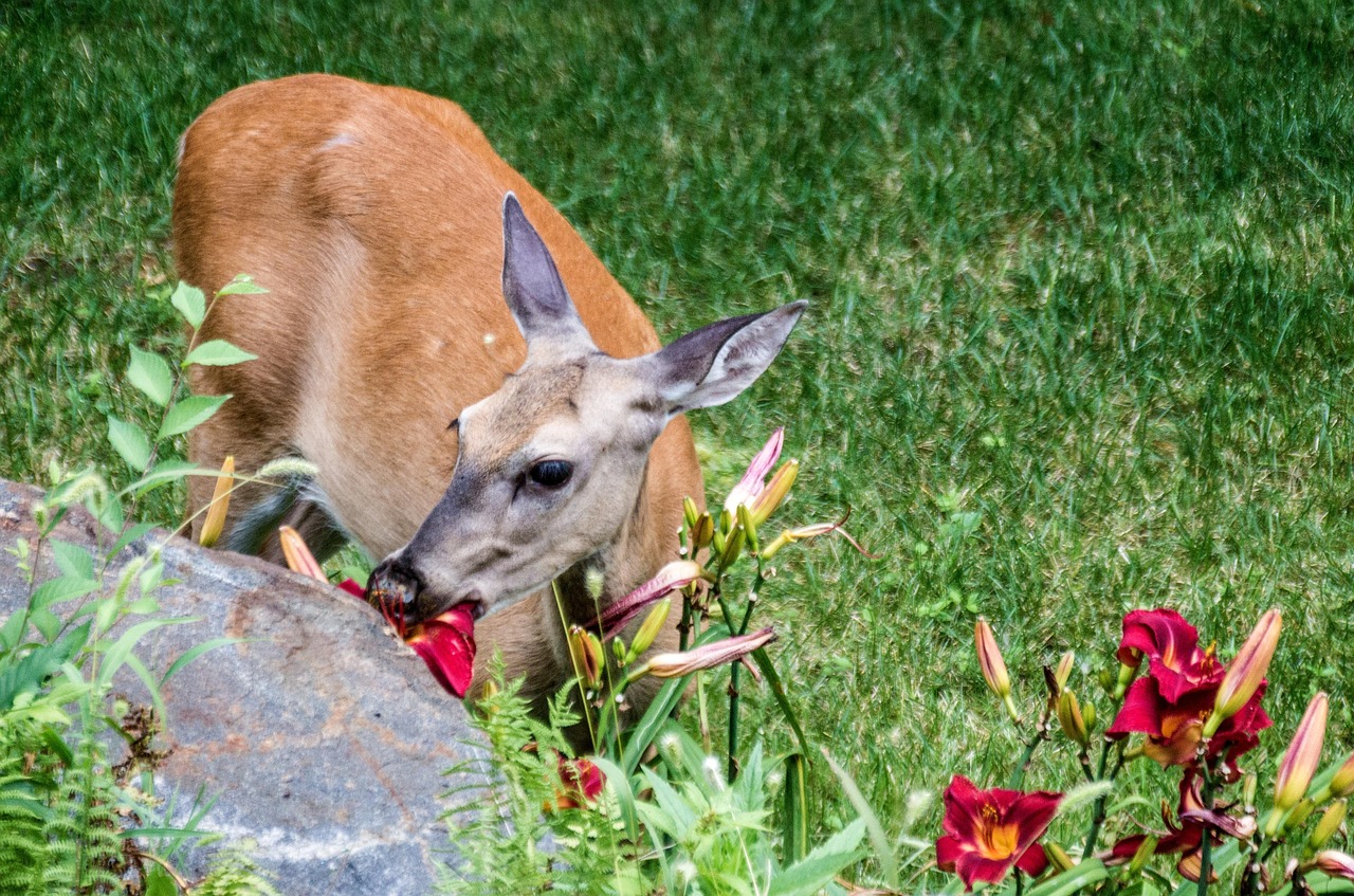 Deer Are About to Get Bolder — Late Summer Browsing Pressure Explained