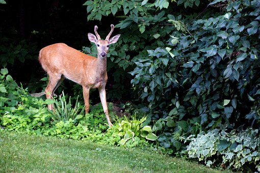 Hirsch, Tier, Tierwelt, Natur, Garten