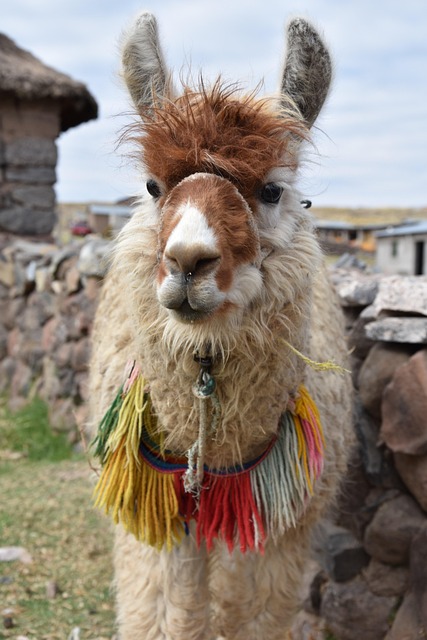Lama, Dyr, Peru, Turisme, Cuzco