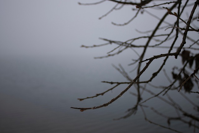 Free Wood Fog photo and picture