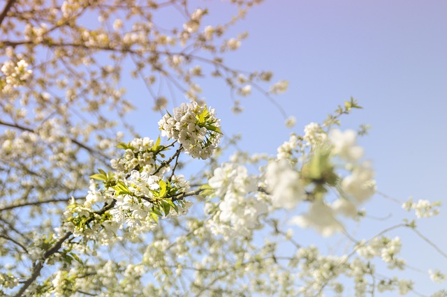 Free Spring 4K Wallpaper 1920X1080 photo and picture