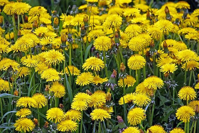 Free Flowers Flower Wallpaper photo and picture