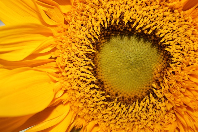 Blomma Solros Ståndare - Gratis foto på Pixabay - Pixabay