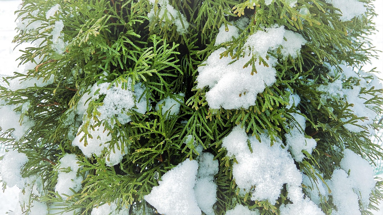 Winter Thuja Snow - Free photo on Pixabay