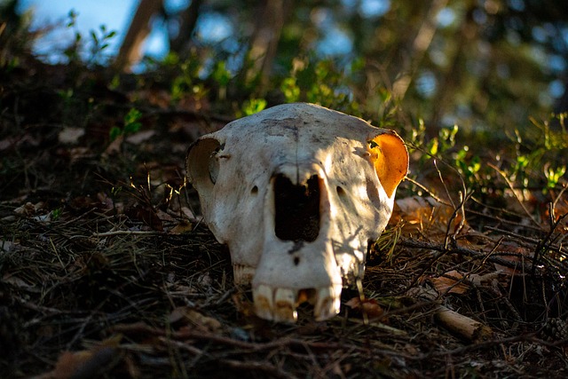 Craniu, Oaie, Miel, Os, Schelet, Animal
