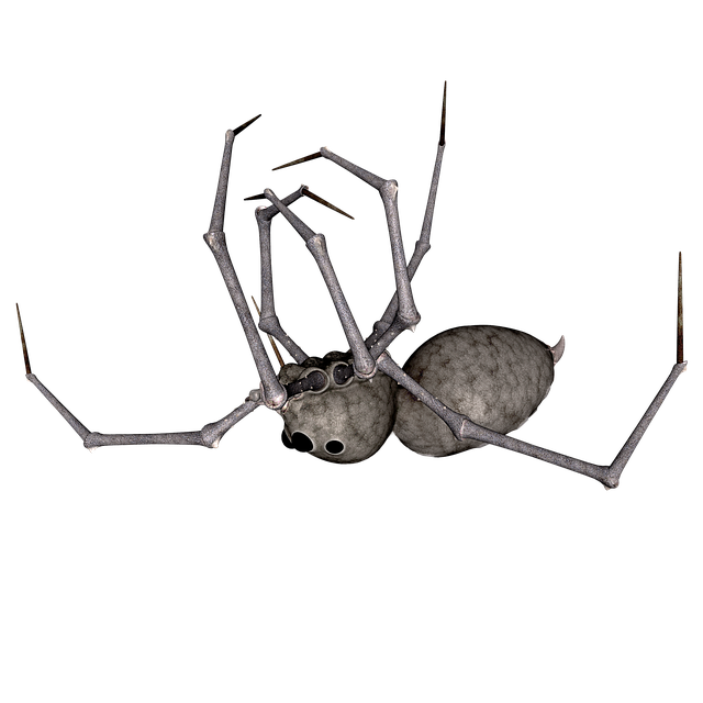 Free spider insect animal illustration