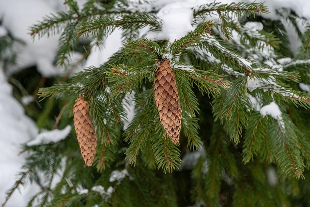 Vinter Glasera Gran Gratis Foto P Pixabay Vinter Glasera Gran Gratis Foto P Pixabay