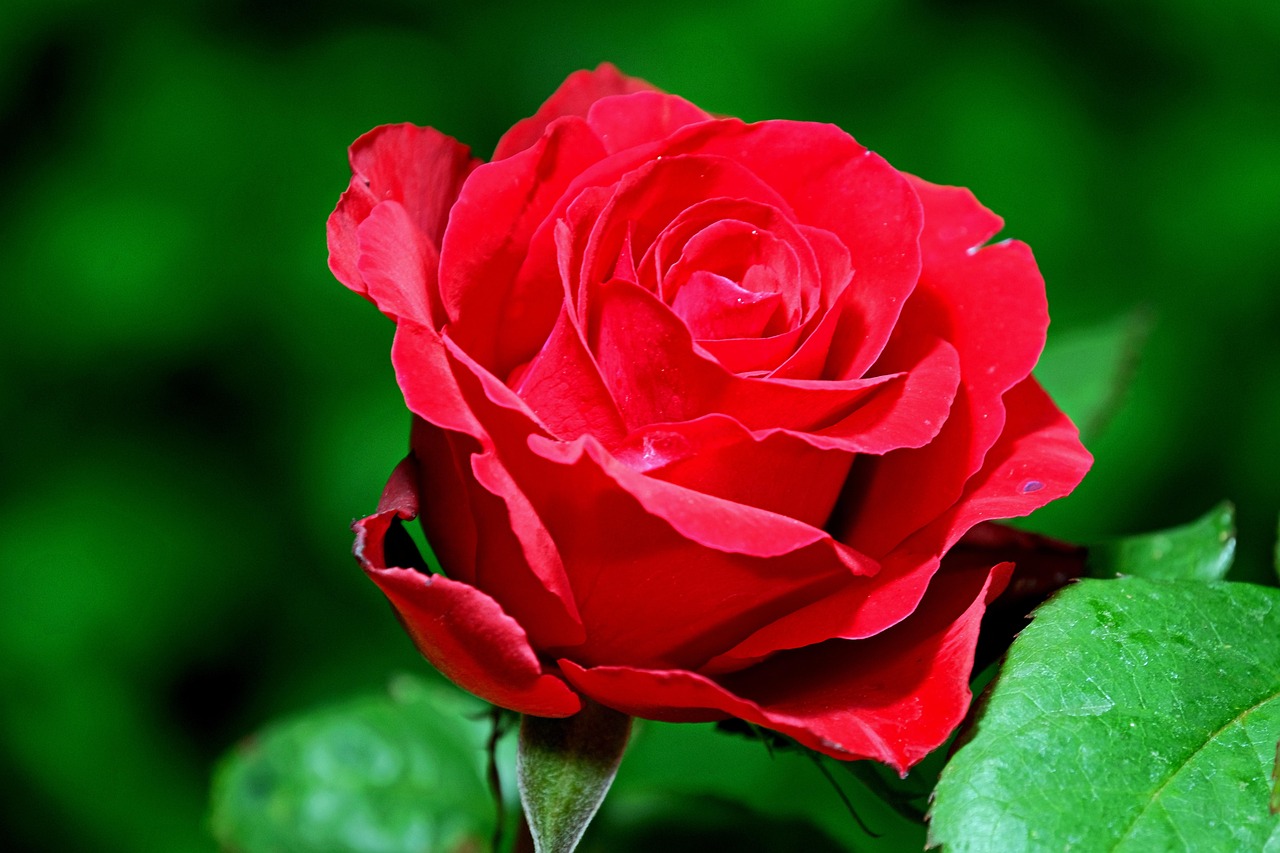 Rose Flower Plant Red Free photo on Pixabay Pixabay