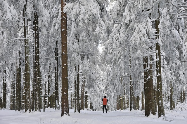 Free Winter Cross-Country Skiing photo and picture