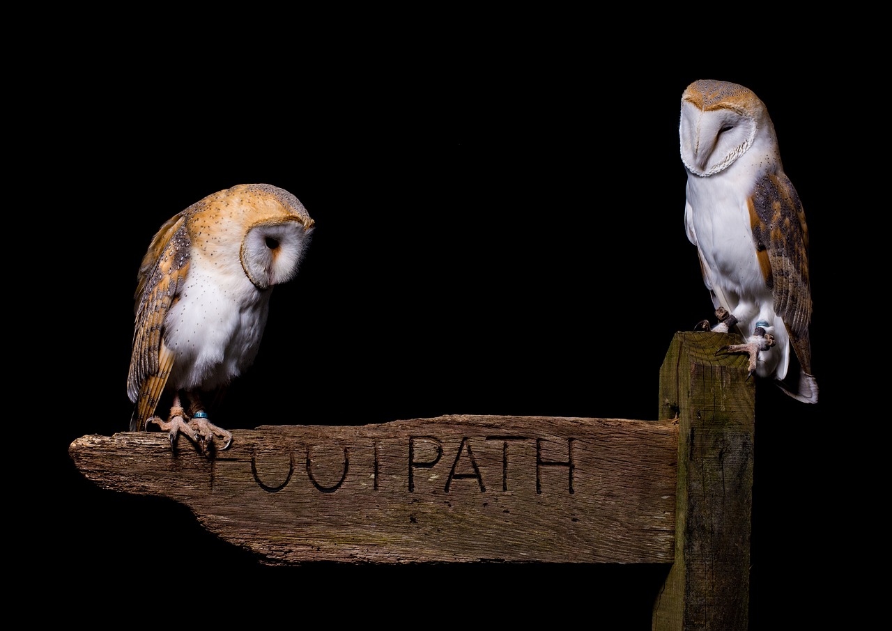Bird Owl Predator - Free photo on Pixabay - Pixabay