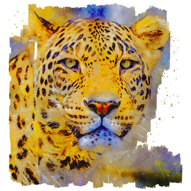 Leopard, Tier, Natur, Wildkatze, Katzen