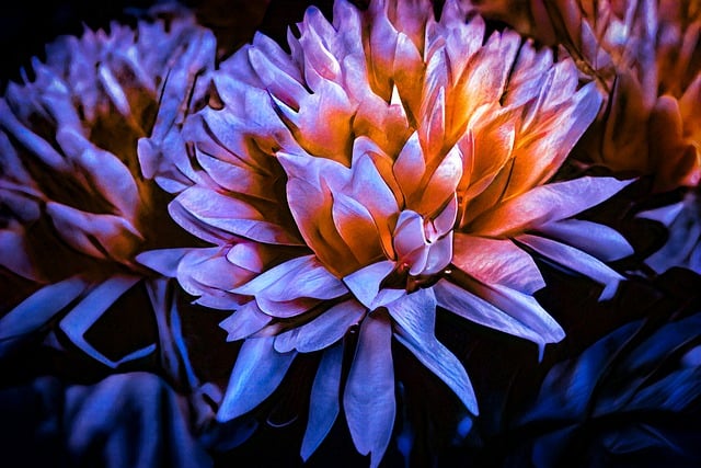 Download Flower, Bloom, Dahlia. Royalty-Free Stock Illustration Image