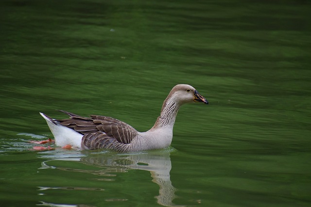 Free Bird Duck photo and picture