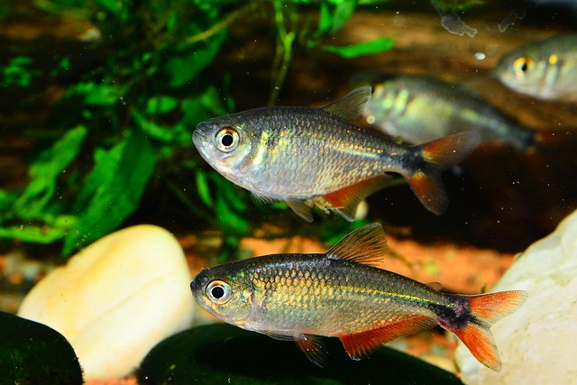 Free Tetra Buenos Aires Aquarium photo and picture