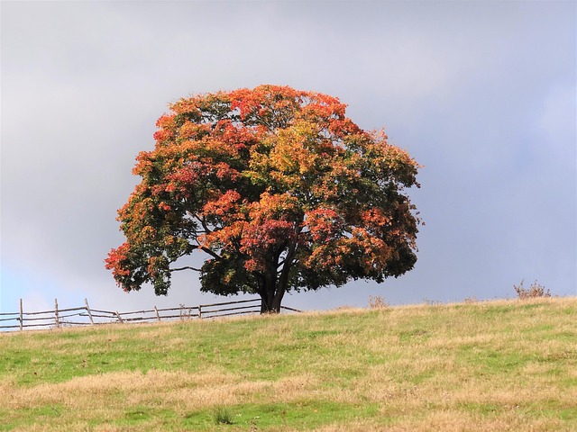 Free Fall Tree photo and picture