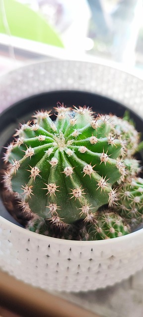 Free Cactus Thorns photo and picture